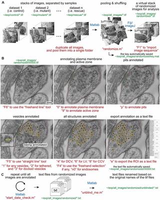 SynapsEM: Computer-Assisted Synapse Morphometry